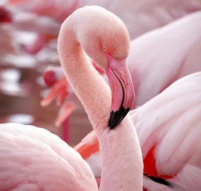 Картина по номерам \"Милый фламинго\" (Brushme) · eToys