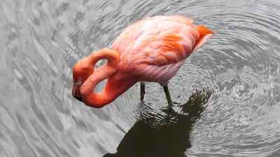 Милый розовый фламинго иллюстрация штока. иллюстрации насчитывающей печать  - 114365580