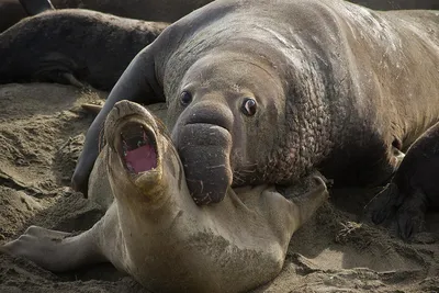 Северный морской слон: Ждун — жесточайшее существо на планете. И как