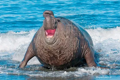 Северный морской слон: Ждун — жесточайшее существо на планете. И как после  этого воспринимать известный мем? | Книга животных | Дзен