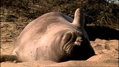 Planet Zoo — Южный морской слон новый вид / Существа и монстры / Персонажи  и игроки