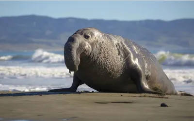 Гигант холодных вод: удивительные факты о морском слоне | Морские обитатели  | Дзен