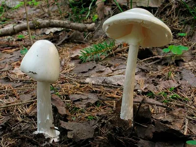 Название грибов и картинки обои
