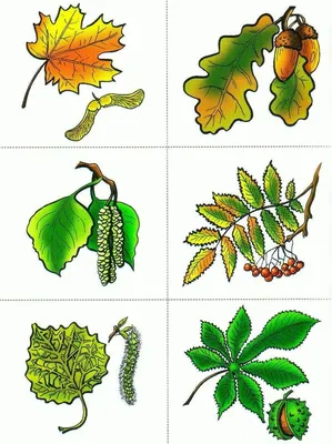 Декоративнолистные растения для сада: Растения с цветными, яркими, большими  декоративными листьями, фото и названия | Houzz Россия