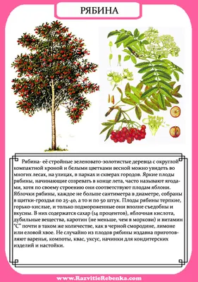 Листья различных деревьев с подписями - фото и картинки: 59 штук
