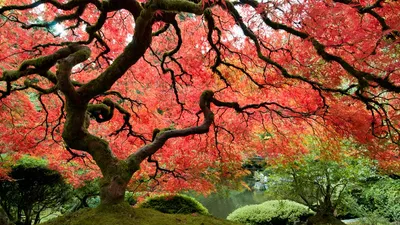 Дерево с огромными листьями • Ира Демина • Научная картинка дня на  «Элементах» • Ботаника