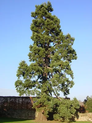Замиокулькас (Долларовое дерево) - виды и разновидности дерева, посадка и  уход, фото, размножение и пересадка