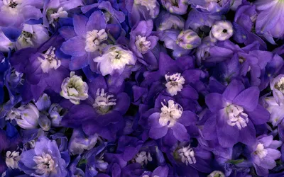 Цветок искусственный MYBLUMM 0019 Роза кустовая нежно-фиолетовый цвет нежно- фиолетовый купить в Сэлдом по низкой цене, фото и отзывы