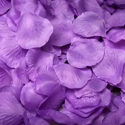 нежно фиолетовый цветок, стоковое изображение. изображение насчитывающей  дождь - 109900381