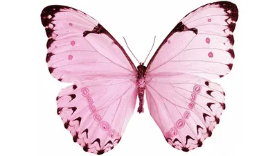 Розовые бабочки в природе - 70 фото