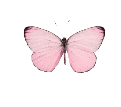 Набор Бабочки - нежно-розовые оттенки, вырубка из картона для скрапбукинга  в магазине \"Скрап-Лавка\"