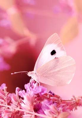 Розовые бабочки картинки - 69 фото