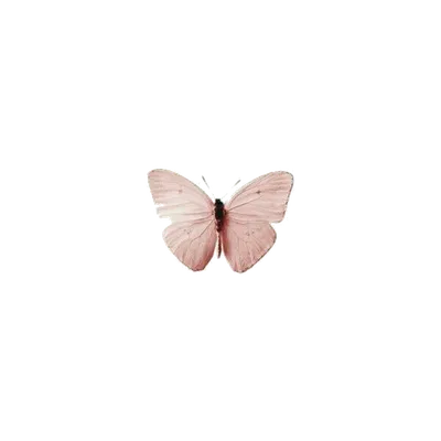 Розовые бабочки изолированные на белом фоне. Тропические сумеречницы.  Насекомые дизайна. Краски акварели. Стоковое Фото - изображение  насчитывающей бабочка, яркое: 214612170