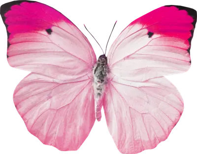 Красивые розовые бабочки, изолированные на белизне Иллюстрация вектора -  иллюстрации насчитывающей предметы, пинк: 95259213