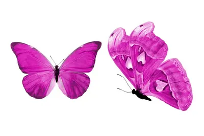 Бежевые бабочки рисунок - 70 фото