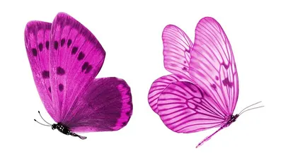 Фотообои Розовые Бабочки купить на Стену — Цены и 3D Фото интерьеров в  Каталоге интернет магазина allstick.ru