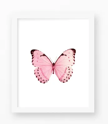 Две красивые розовые бабочки, изолированные на белом фоне | Премиум Фото