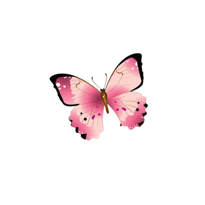 Красивые розовые бабочки, изолированные на белизне Иллюстрация вектора -  иллюстрации насчитывающей природа, бабочка: 95961447