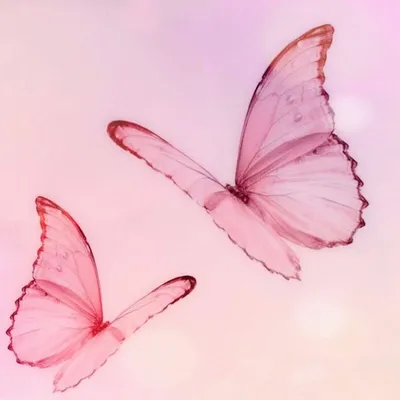 Розовые бабочки на белом фоне - фото и картинки abrakadabra.fun