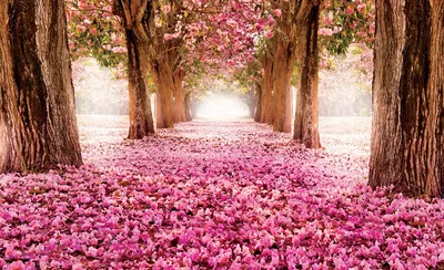 Скачать 800x1420 сакура, цветы, цветение, весна, розовый обои, картинки  iphone se/5s/5c/5 for parallax