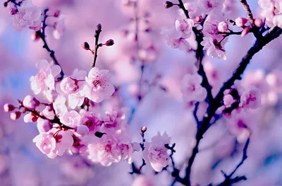 Обои весна, цветы, дерево, солнце на рабочий стол
