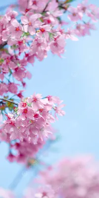 Скачать обои весна, beautiful, fresh, colorful, wood, тюльпаны, tulips,  bright, букет, spring, flowers, цветы, раздел цветы в разрешении … |  Тюльпаны, Цветок, Цветы