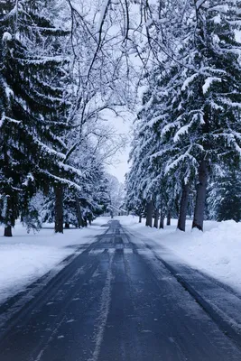 Скачать 800x1200 зима, дорога, снег, деревья, зимний пейзаж обои, картинки  iphone 4s/4 for parallax