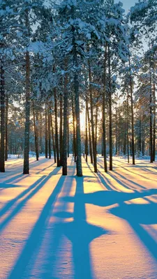 Обои зима, лес, снег, деревья, закат, winter, forest, snow, trees, sunset,  4K, Природа #23878