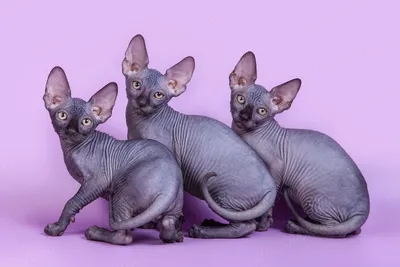 Порода кошек канадский сфинкс: 115 фото, особенности характера и  необходимая кошке забота | Глупые кошки, Красивые кошки, Кошки и котята