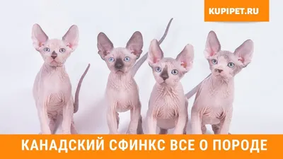 Кошки-сфинксы: заведи себе хвостатого инопланетянина! (фото) - tochka.net