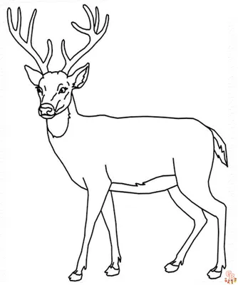 Северный олень reindeer | Олень рисунок, Голова оленя силуэт, Северный олень