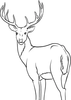 Олень рисунок карандашом | Moose art, Art, Animals