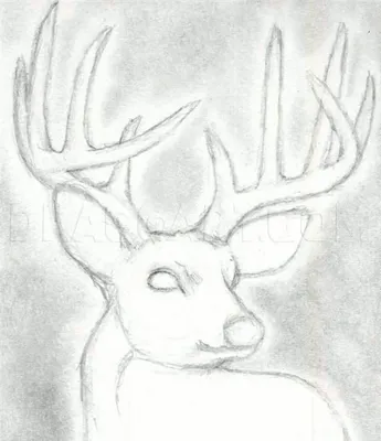 черно белый рисунок северного оленя на черном фоне, картина оленя  нарисовать, северный олень, животное фон картинки и Фото для бесплатной  загрузки