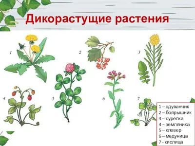 Определитель растений с картинками обои
