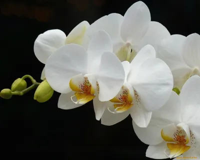 Обои Цветы Орхидеи, обои для рабочего стола, фотографии цветы, орхидеи,  орхидея, ветка, белый Обои для рабочего стола, скачать об… | Семена цветов,  Цветок, Орхидея