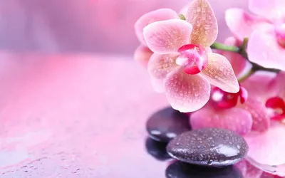 Обои на рабочий стол Спа-камни и цветы орхидеи в каплях воды, обои для рабочего  стола, скачать обои, обои бесплатно