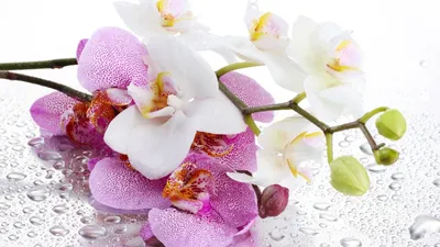 Орхидеи обои на рабочий стол - 68 фото