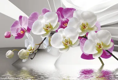 Обои с орхидеями - 61 фото