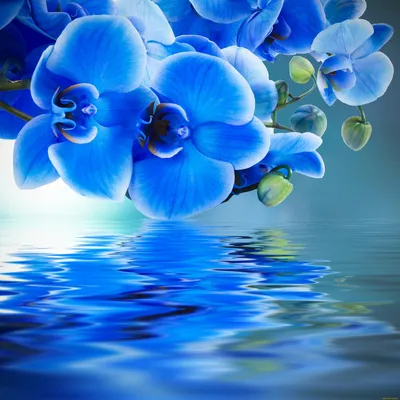 Обои Цветы Орхидеи, обои для рабочего стола, фотографии цветы, орхидеи,  отражение, вода, фон, синяя, орхидея Обои для рабочего стола, скачать обои  картинки заставки на рабочий стол.