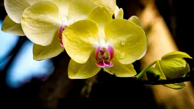 Обои орхидея, лепестки, макро, капли, желтый картинки на рабочий стол, фото  скачать бесплатно