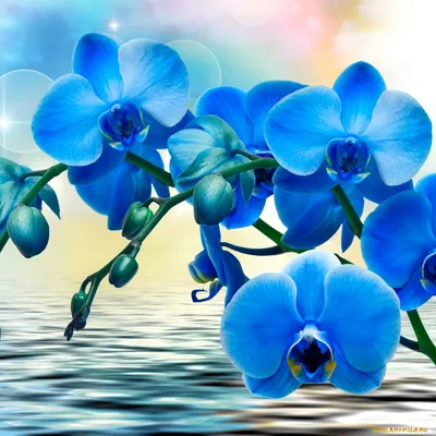 Обои Цветы Орхидеи, обои для рабочего стола, фотографии цветы, орхидеи,  синие, вода, фон, блики Обои для рабочего стола, скачать обои картинки  заставки на рабочий стол.