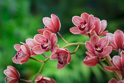 Обои для рабочего стола Размытый фон Орхидеи Цветы