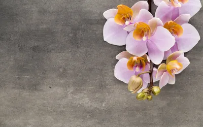 Орхидеи на рабочий стол - 61 фото