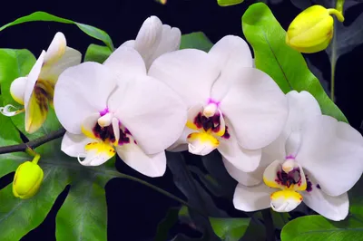 Обои Цветы Орхидеи, обои для рабочего стола, фотографии цветы, орхидеи,  орхидея, яркая, лепестки, цветение, orchid, bright, petals, bloom Обои для рабочего  стола, скачать обои картинки заставки на рабочий стол.