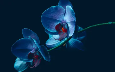 Орхидеи на рабочий стол - 61 фото