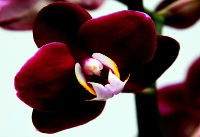 Обои Цветы Орхидеи, обои для рабочего стола, фотографии цветы, орхидеи,  спа, камни, листики, бамбук, орхидея Обои для рабочего стола, скачать обои  картинки заставки на рабочий стол.