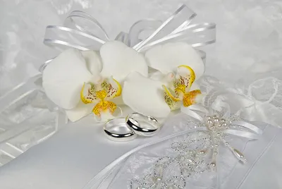 Картинка на рабочий стол - Орхидея, Цветы, Лепесток | Скачать Лучшие  Бесплатно обои