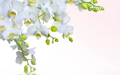 Обои цветы сливы, слива, цветы, лепестки, весна, белый картинки на рабочий  стол, фото скачать бесплатно