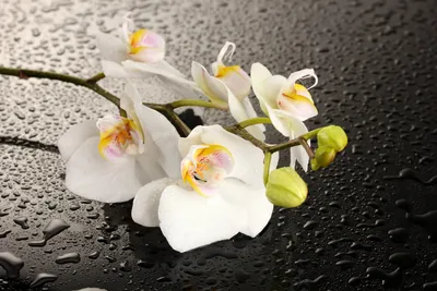Картинка на рабочий стол Цветы, Орхидея, Мотылек Орхидея | ТОП Бесплатно  обои