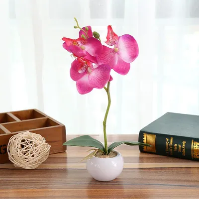 Изящный цветок Орхидеи для рабочего стола - обои на рабочий стол